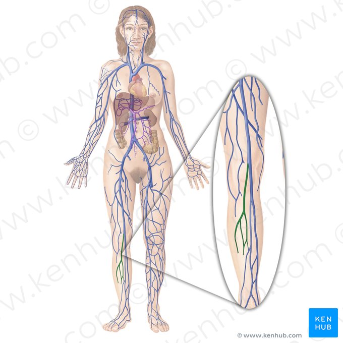 Small saphenous vein (Vena saphena parva); Image: Begoña Rodriguez