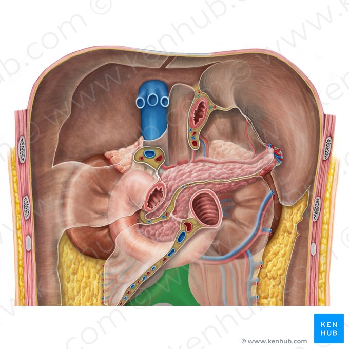 Aorta abdominal (Aorta abdominalis); Imagen: Irina Münstermann
