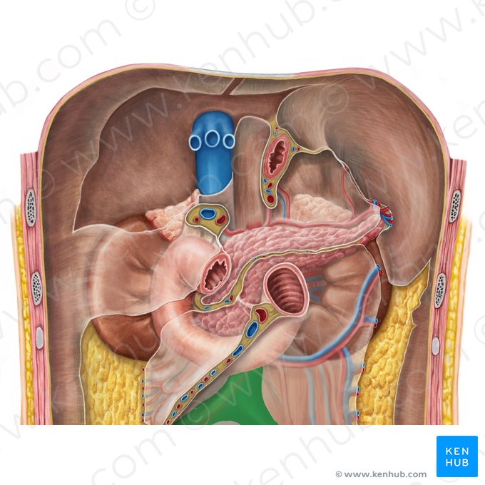 Aorte abdominale (Aorta abdominalis); Image : Irina Münstermann