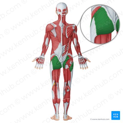 Músculo glúteo mayor (Musculus gluteus maximus); Imagen: Irina Münstermann