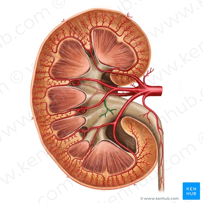 Ramas pélvicas de la arteria renal (Rami pelvici arteriae renalis); Imagen: Irina Münstermann