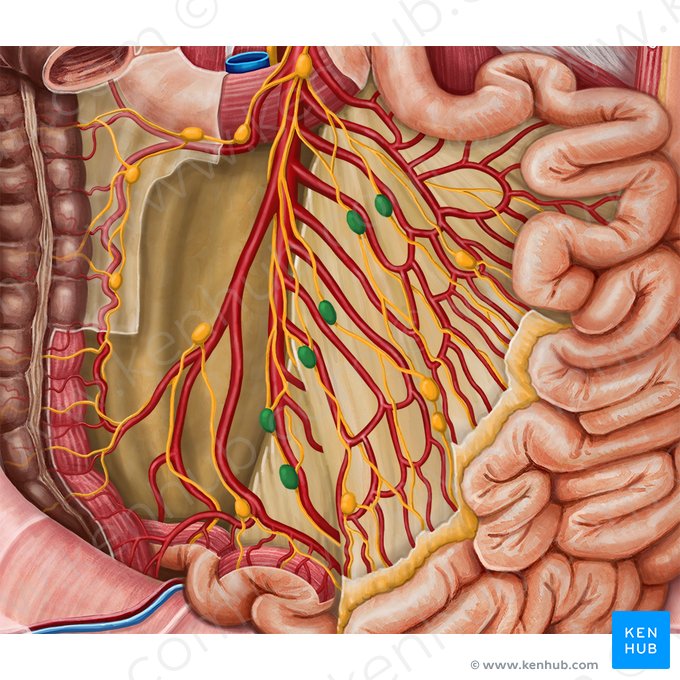 Ganglios linfáticos mesentéricos intermedios (Nodi lymphoidei mesenterici intermedii); Imagen: Irina Münstermann