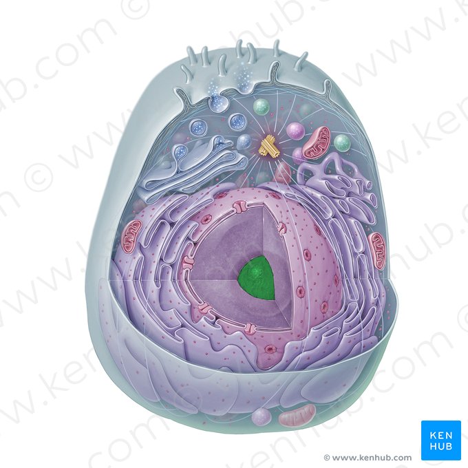 Nucleolus; Bild: Paul Kim