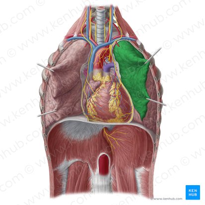 Superior lobe of left lung (Lobus superior pulmonis sinistri); Image: Yousun Koh