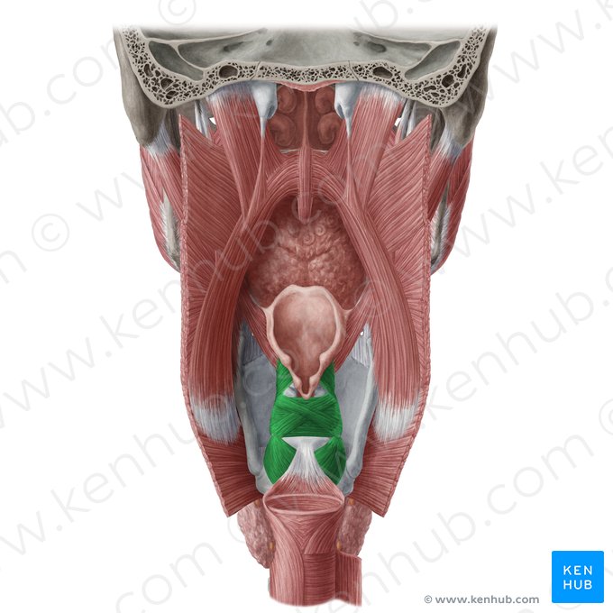 Músculos laríngeos (Musculi laryngis); Imagem: Yousun Koh