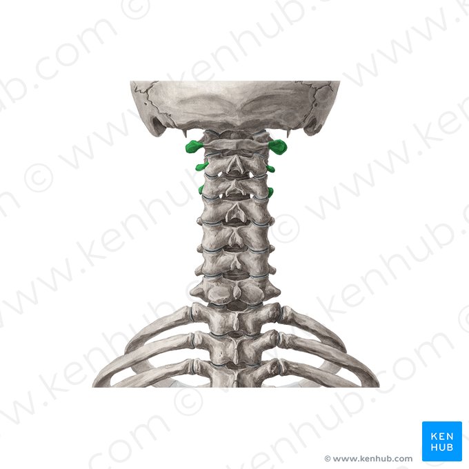 Transverse processes of vertebrae C1-C3 (Processus transversi vertebrarum C1-C3); Image: Yousun Koh