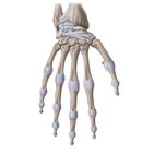 Ligaments of the wrist and hand