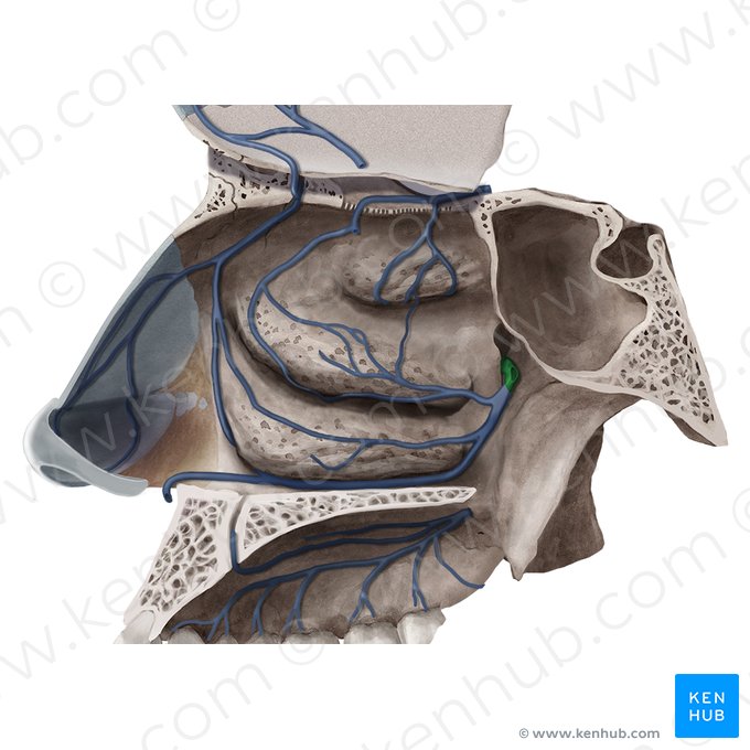 Sphenopalatine vein (Vena sphenopalatina); Image: Begoña Rodriguez