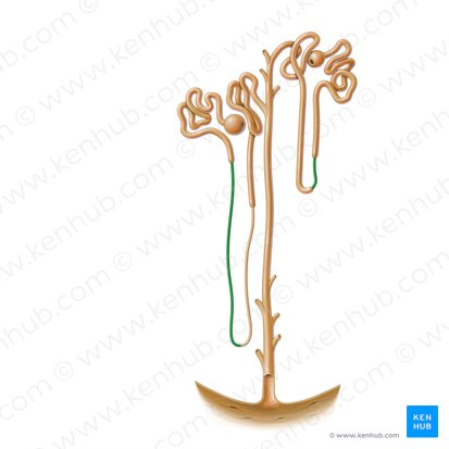 Descending thin limb of nephron loop (Crus descendens attenuatum ansae nephroni); Image: Paul Kim