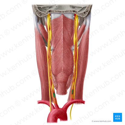 Ganglion cervicothoracicum (Hals-Brustkorb-Ganglion); Bild: Yousun Koh