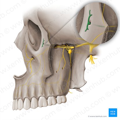 Ramo cigomaticofacial del nervio cigomático (Nervus zygomaticofacialis); Imagen: Paul Kim