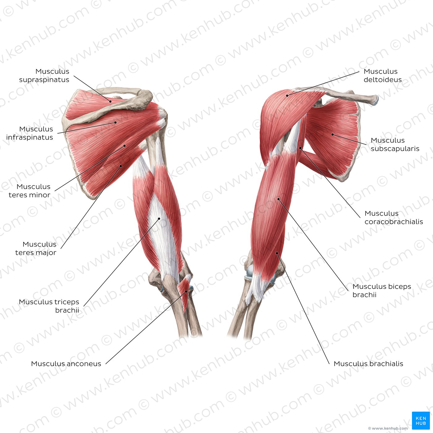 Muskeln von Arm und Schulter