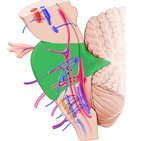 Tectum and tegmentum