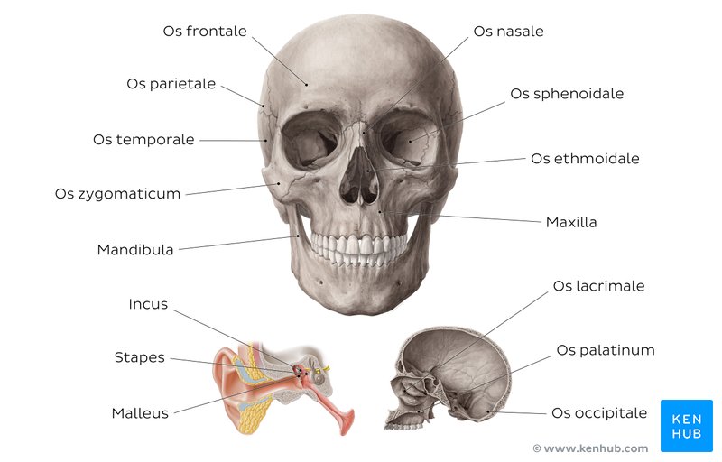 Übersichtsbild der vorderen und seitlichen Ansicht des Schädels