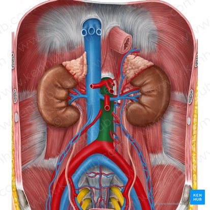 Aorta abdominal (Aorta abdominalis); Imagen: Irina Münstermann