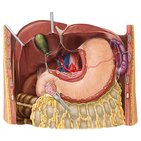 Lymphatics of the stomach and liver