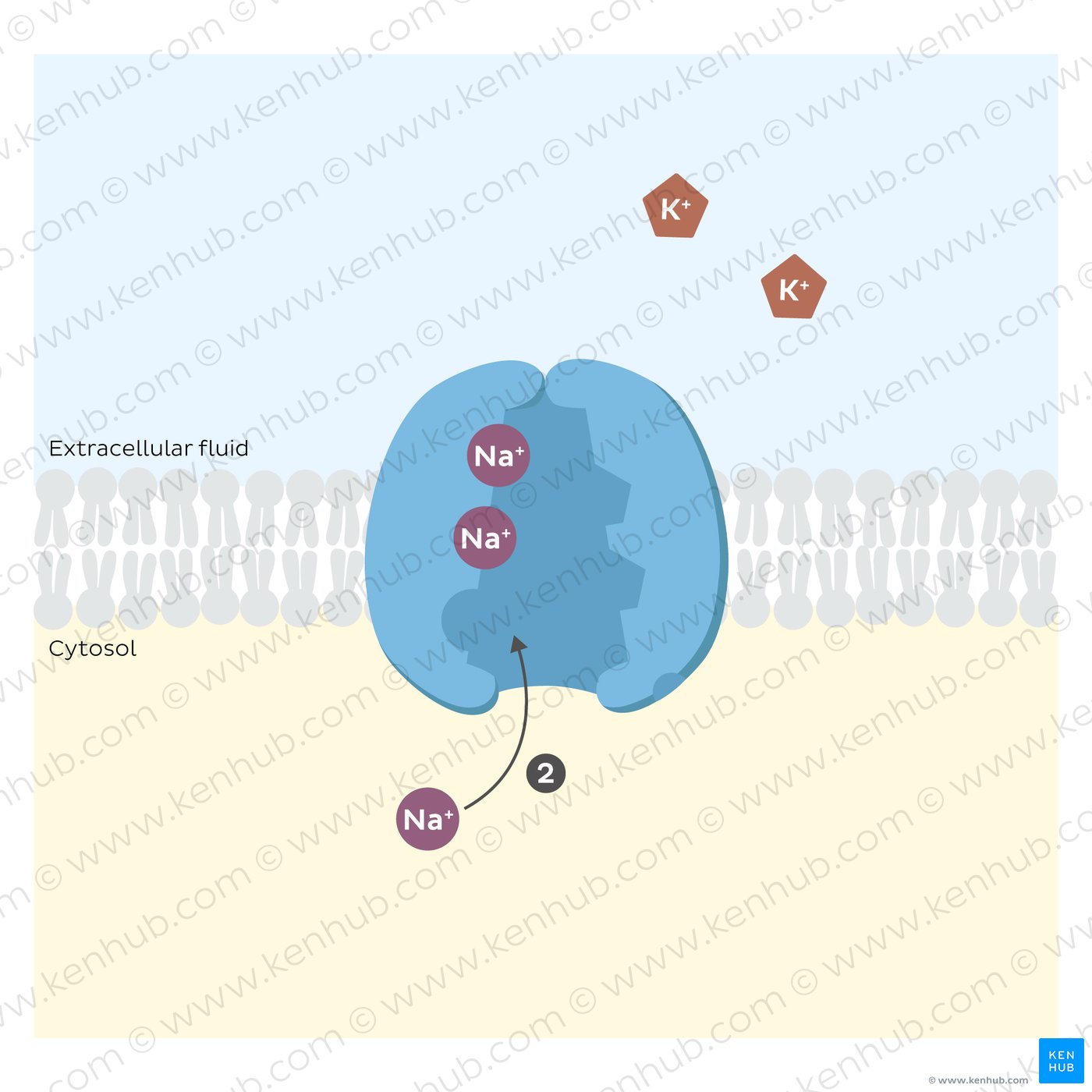 Sodium potassium pump: binding of sodium ions