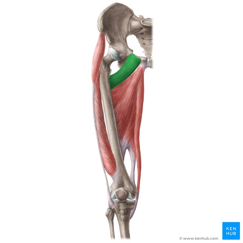 Pectineus muscle (Musculus pectineus)