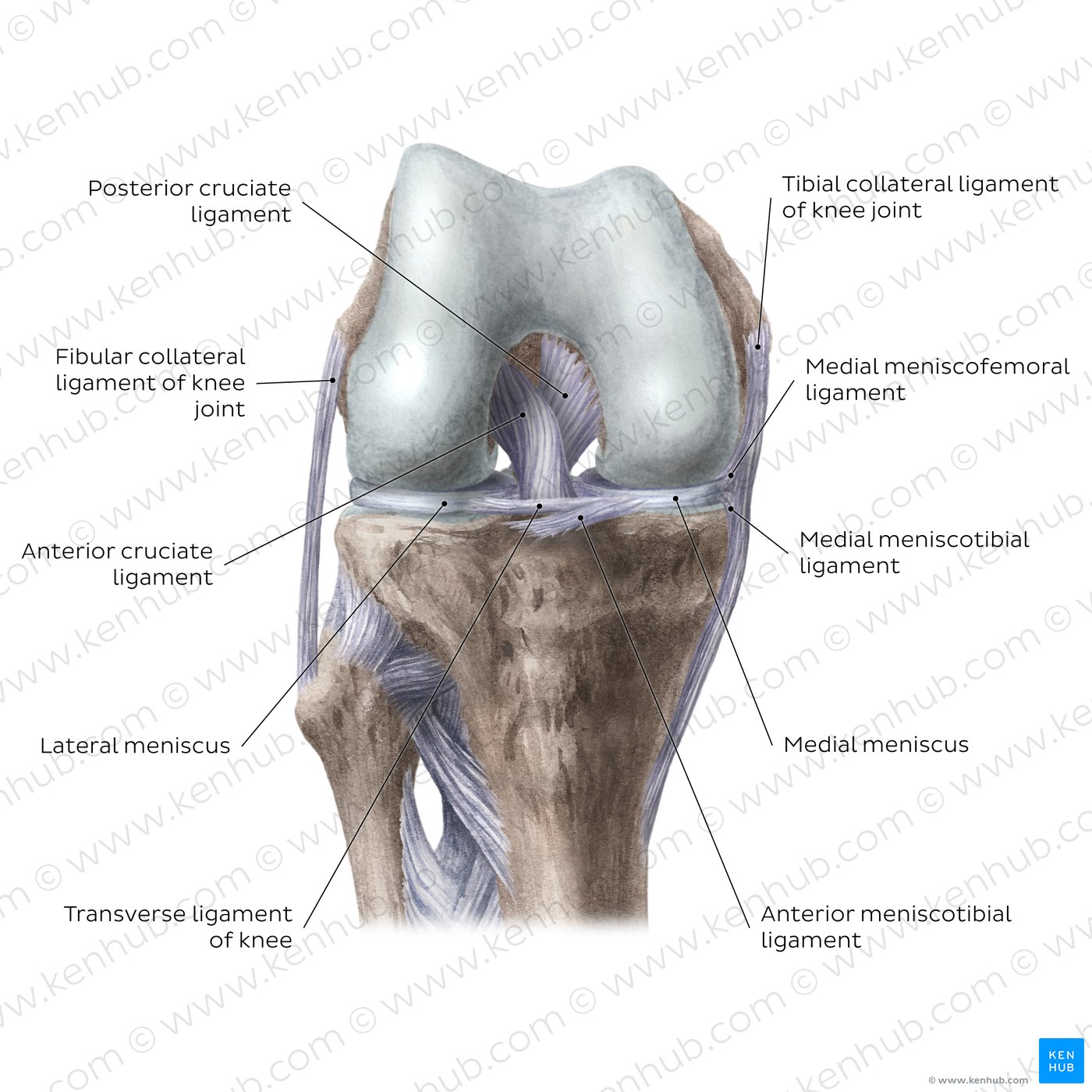 Knee joint: Intracapsular ligaments and menisci (anterior view)
