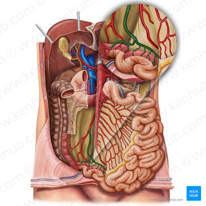 Ileal branch of ileocolic artery (Ramus ilealis arteriae ileocolicae); Image: Irina Münstermann