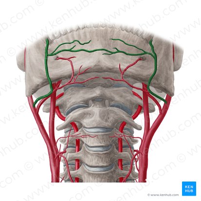 Arteria facial (Arteria facialis); Imagen: Yousun Koh