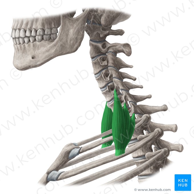 Músculo escaleno posterior (Musculus scalenus posterior); Imagem: Yousun Koh