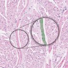 Skeletal muscle histology