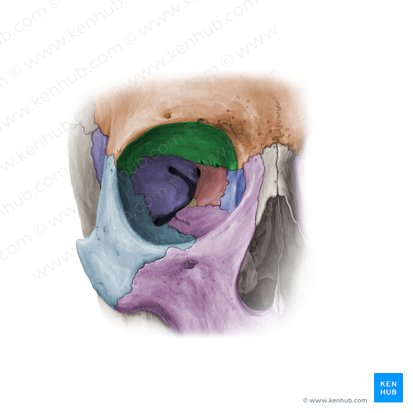 Cara orbitaria del hueso frontal (Facies orbitalis ossis frontalis); Imagen: Paul Kim