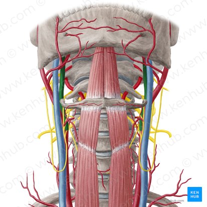 Arteria carótida interna (Arteria carotis interna); Imagen: Yousun Koh