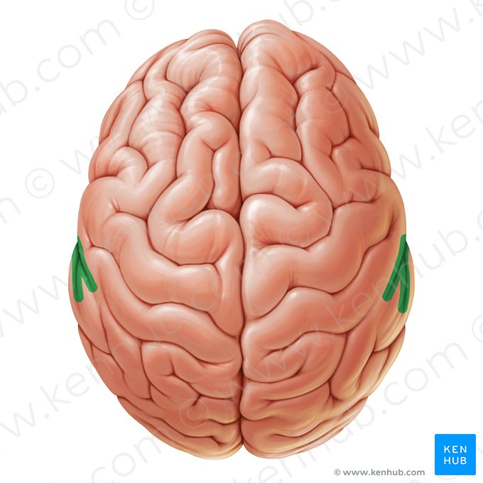 Sulco lateral (Sulcus lateralis); Imagem: Paul Kim