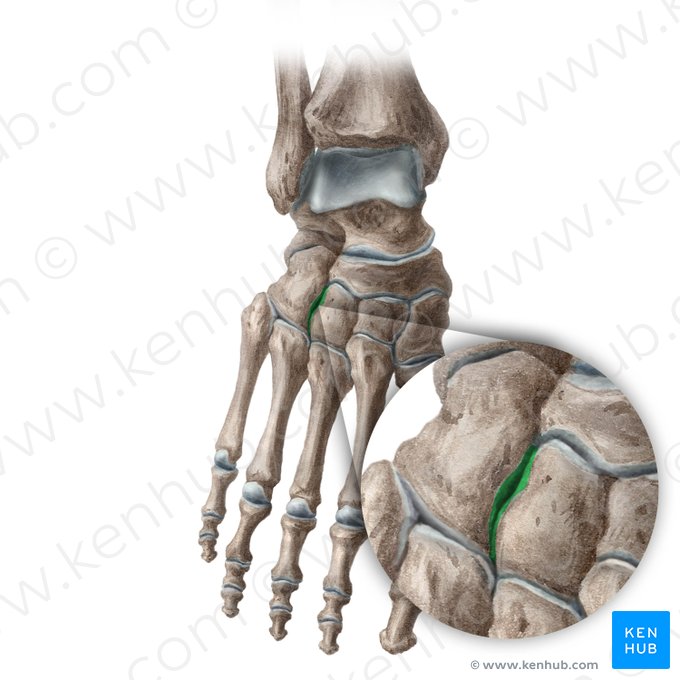 Articulación cubocuneiforme (Articularis cuneocuboidea); Imagen: Liene Znotina