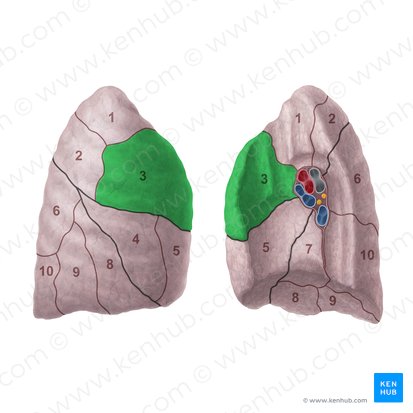 Anterior segment of right lung (Segmentum anterius pulmonis dextri); Image: Paul Kim