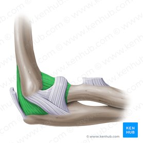 Articular capsule of elbow joint (Capsula articularis cubiti); Image: Paul Kim