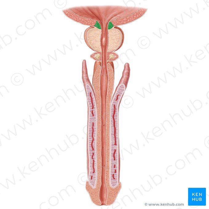 Musculus sphincter internus urethrae (Innerer Harnröhrenschließmuskel); Bild: Samantha Zimmerman