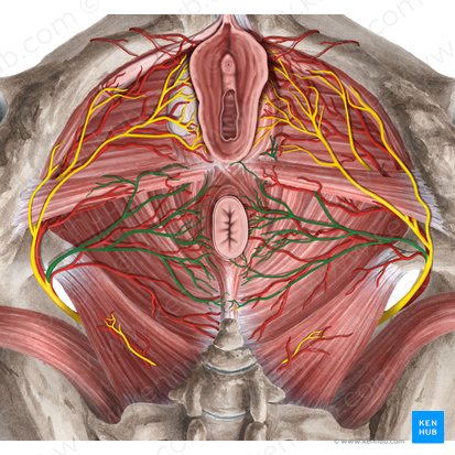 Nervio rectal inferior (Nervus analis inferior); Imagen: Rebecca Betts