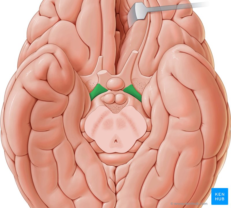 Optic tract - caudal view