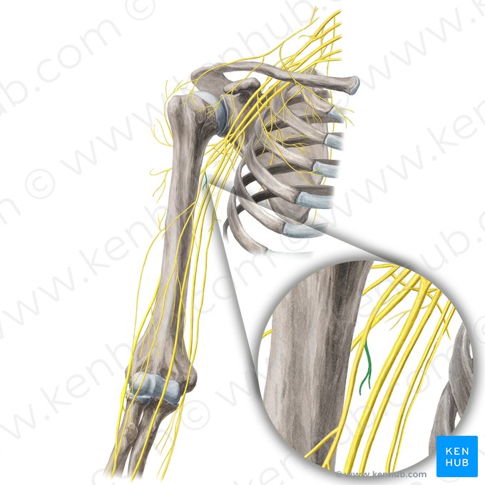 Nerf pour le muscle coracobrachial (Nervus musculi coracobrachialis); Image : Yousun Koh