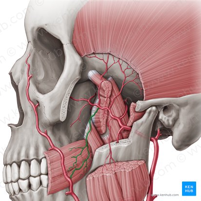 Arteria bucal (Arteria buccalis); Imagen: Paul Kim