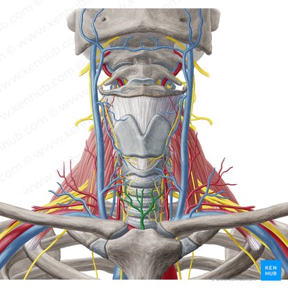 Inferior thyroid vein (Vena thyroidea inferior); Image: Yousun Koh