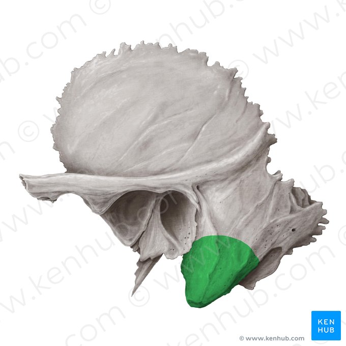 Proceso mastoides del hueso temporal (Processus mastoideus ossis temporalis); Imagen: Samantha Zimmerman