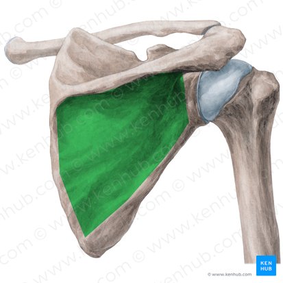 Infraspinous fossa of scapula (Fossa infraspinata scapulae); Image: Yousun Koh