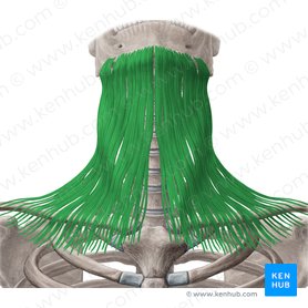 Platysma muscle (Musculus platysma); Image: Yousun Koh