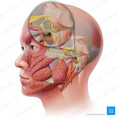 Radix sensoria nervi facialis (Sensible Wurzel des Gesichtsnervs); Bild: Paul Kim