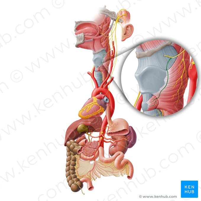 Ramo externo do nervo laríngeo superior (Ramus externus nervi laryngei superioris); Imagem: Paul Kim