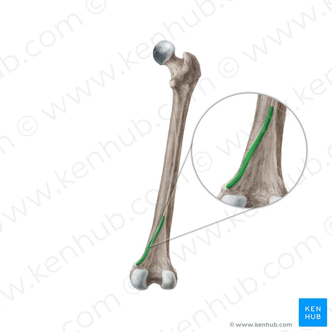 Linha supracondilar medial do fêmur (Linea supracondylaris medialis ossis femoris); Imagem: Liene Znotina