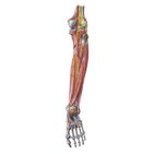 Neurovasculature of the leg and knee