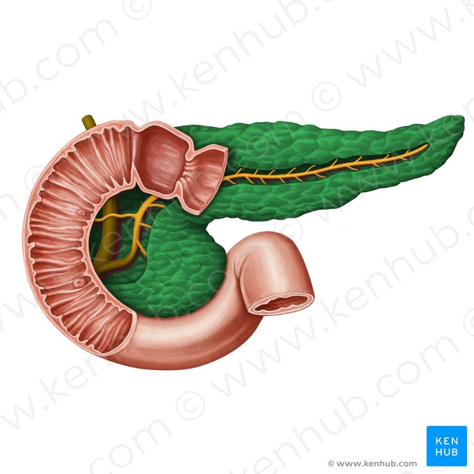 Pâncreas (Pancreas); Imagem: Irina Münstermann