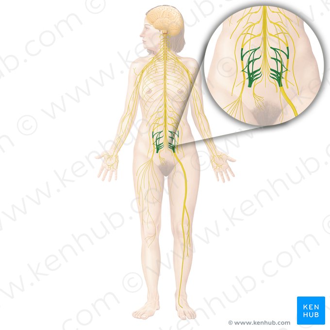 Sacral plexus (Plexus sacralis); Image: Begoña Rodriguez