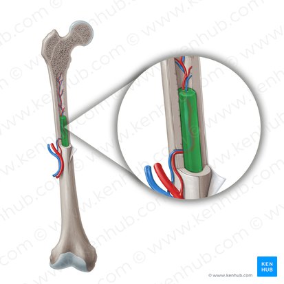 Médula ósea amarilla (Medulla ossium flava); Imagen: Paul Kim