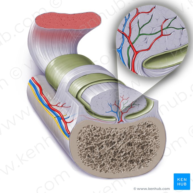 Nerf à travers le mésotendon (Nervus mesotendinus); Image : Paul Kim